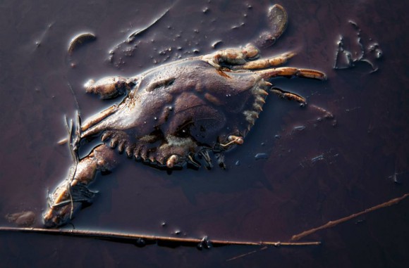 BP kills animals26 16 580x381 Нефть и вода – Steven Meisel